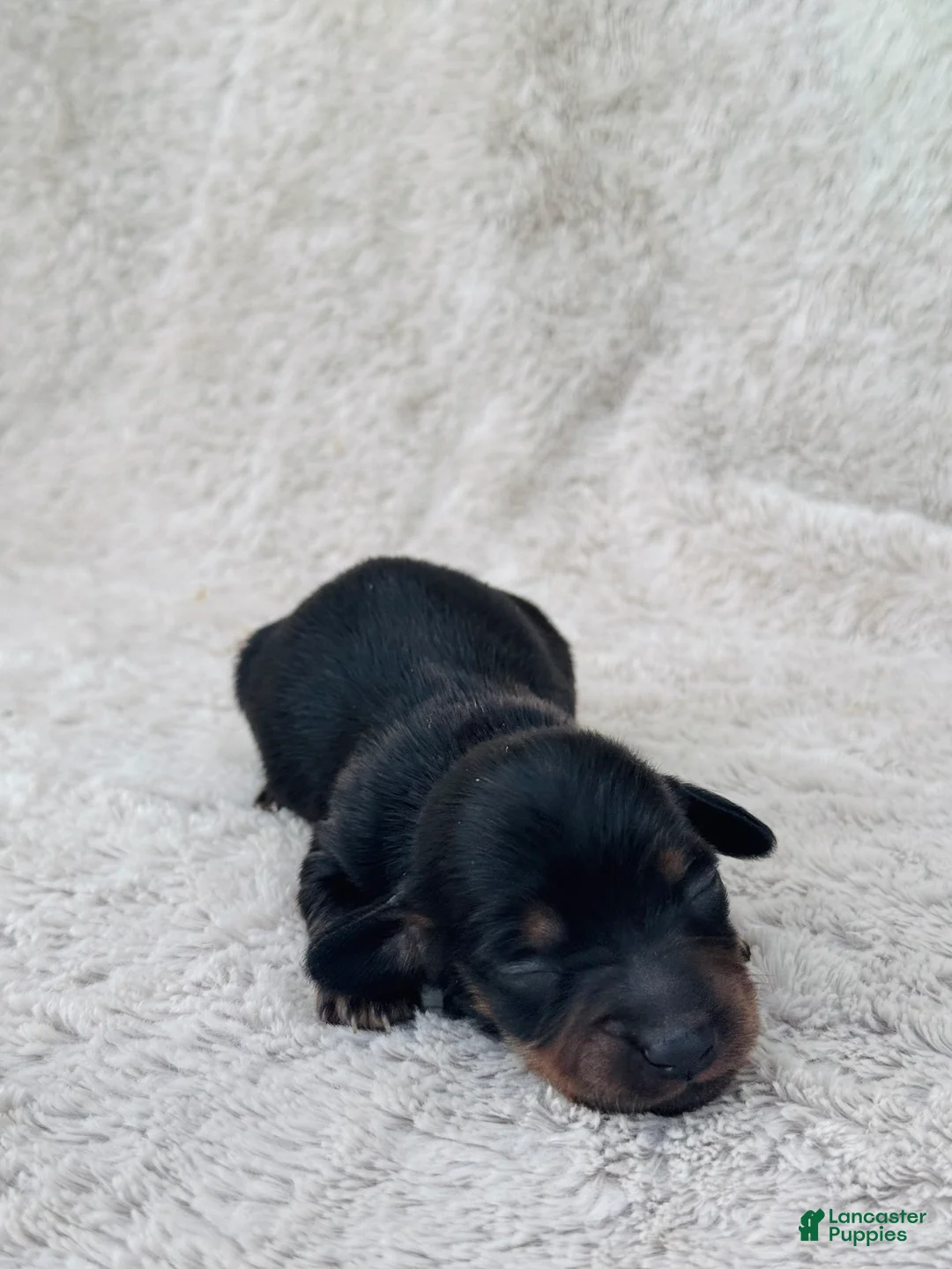 Miniature Dachshund dogs for sale: AKC Longhair Black & Tan Mini Dachshund Girl - Ad 2