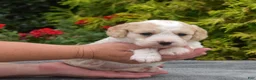 Cavachon dogs for sale: Angel - Ad 4