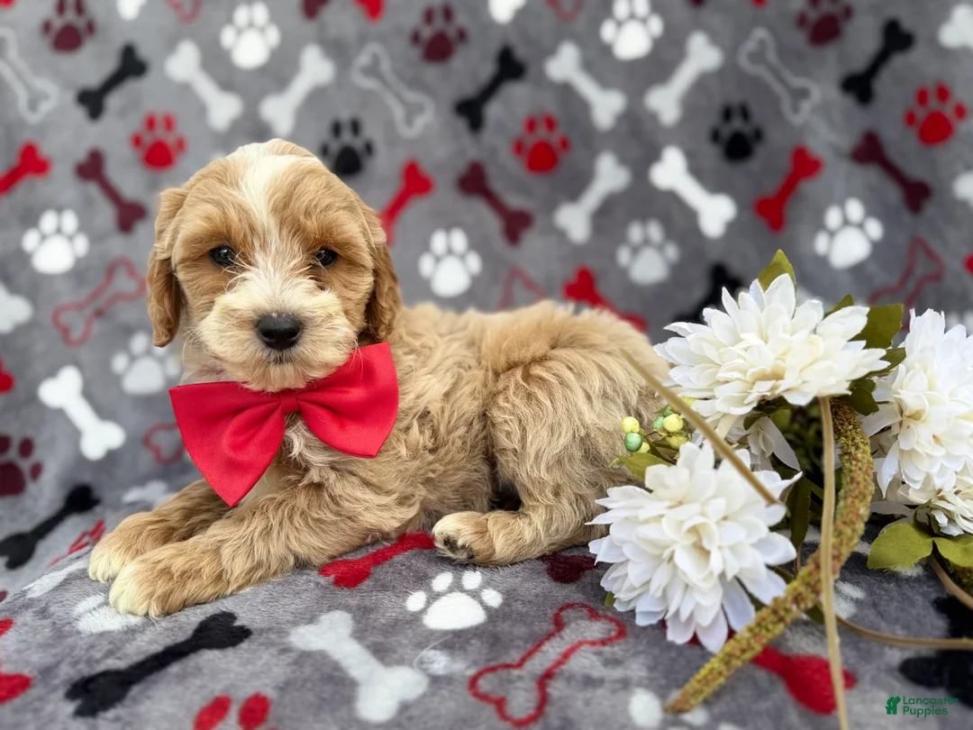 Cockapoo dogs for sale: Whiskey - Ad 6