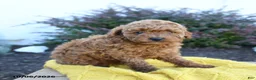 Toy Poodle dogs for sale: Enzo - Ad 4