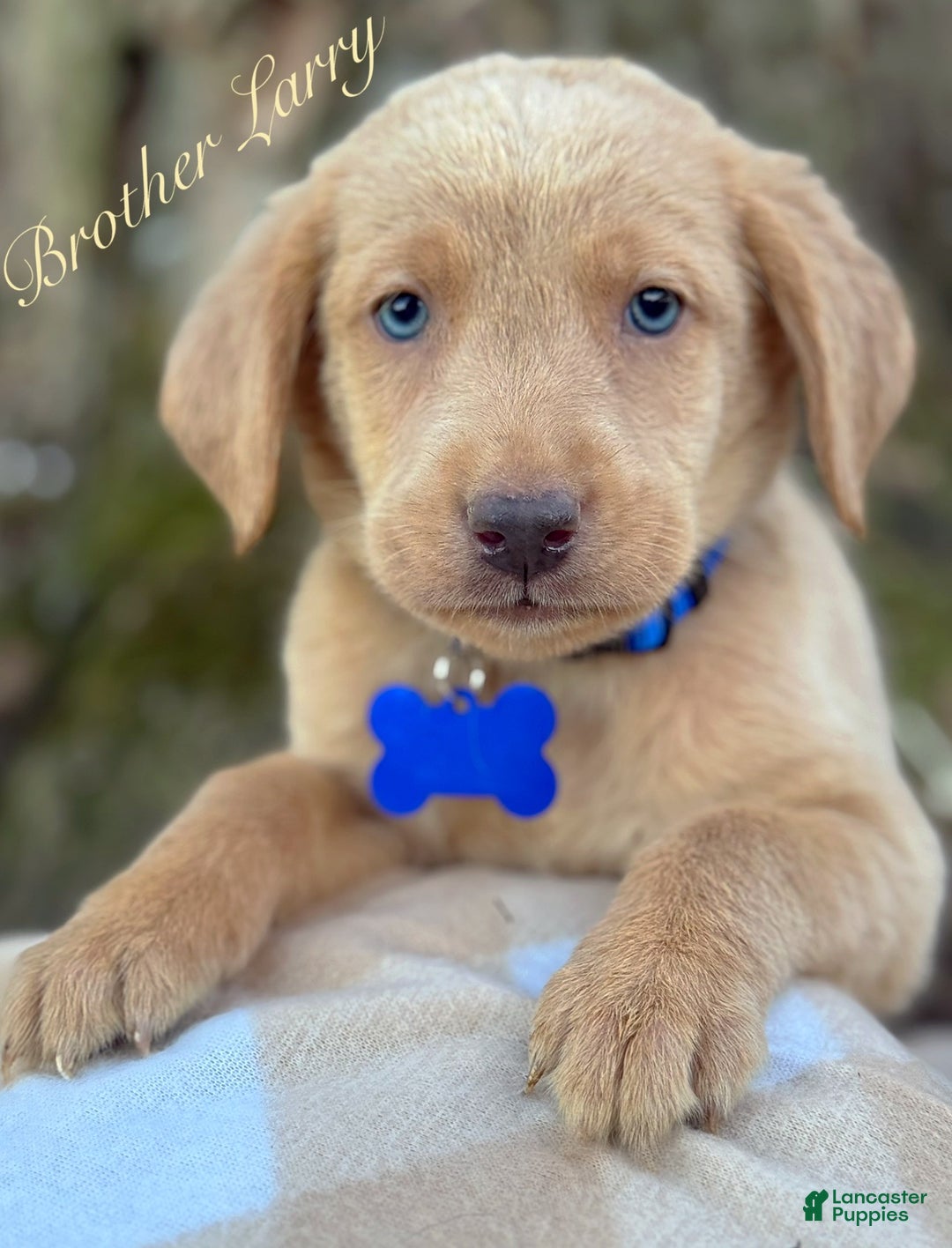 Labrador Retriever dogs for sale: Labrador Retriever Puppy 2 - Ad 19