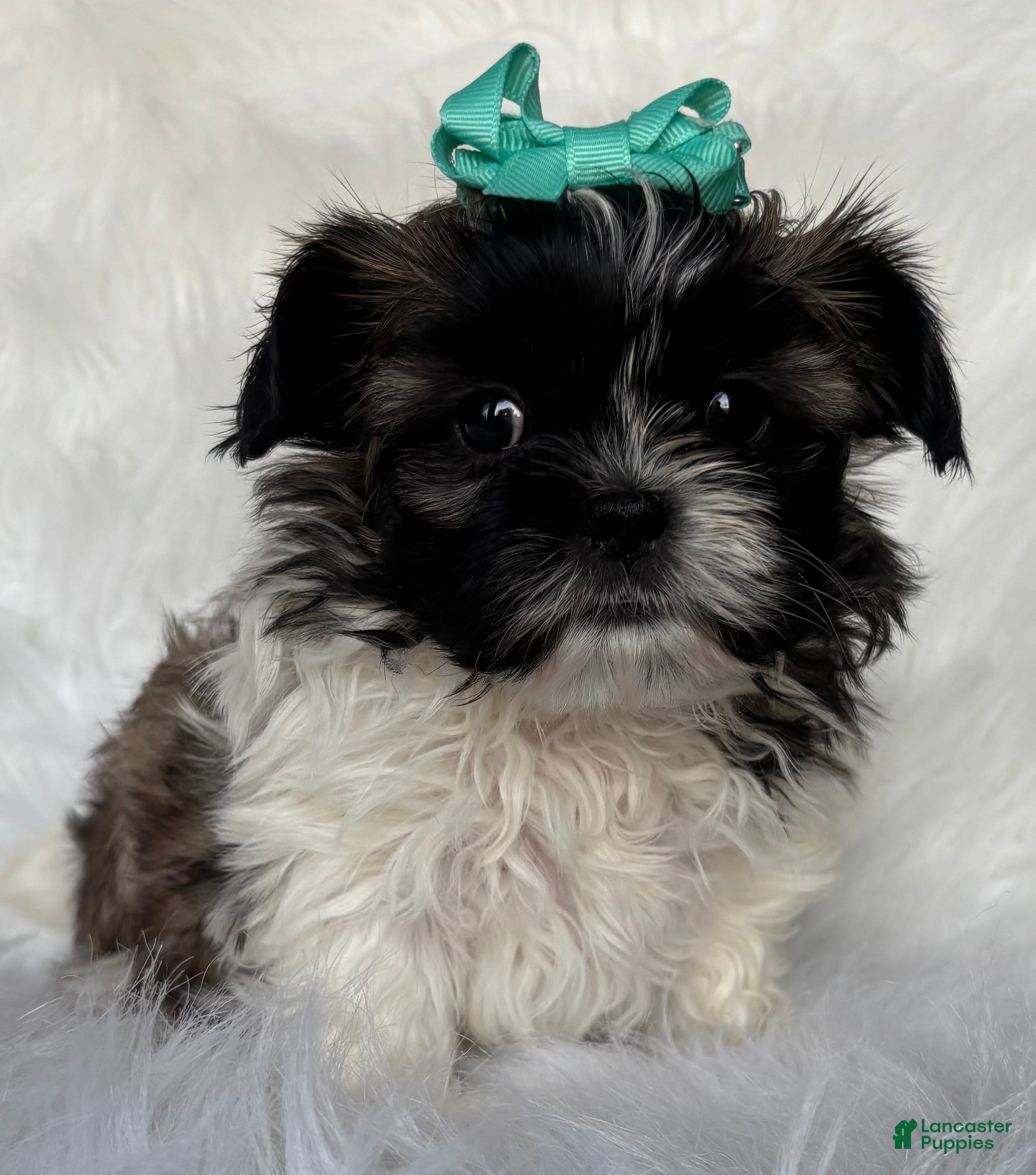 Shih Tzu dogs Annie - Ad 29