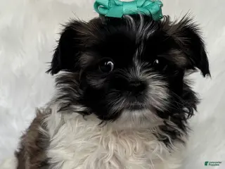 Shih Tzu dogs Annie - Ad 25