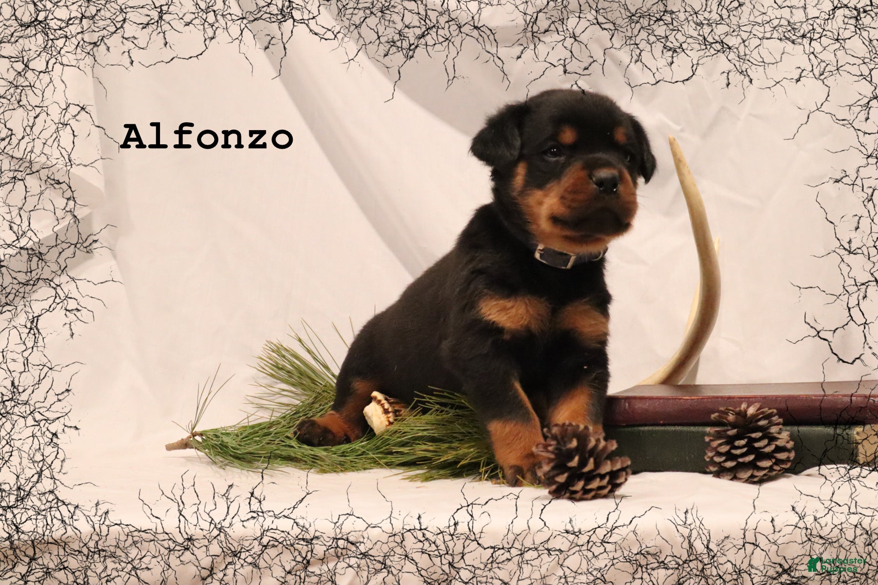 Rottweiler dogs Alfonzo - Ad 30