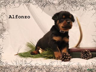 Rottweiler dogs Alfonzo - Ad 30