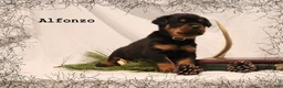 Rottweiler dogs for sale: Alfonzo - Ad 1