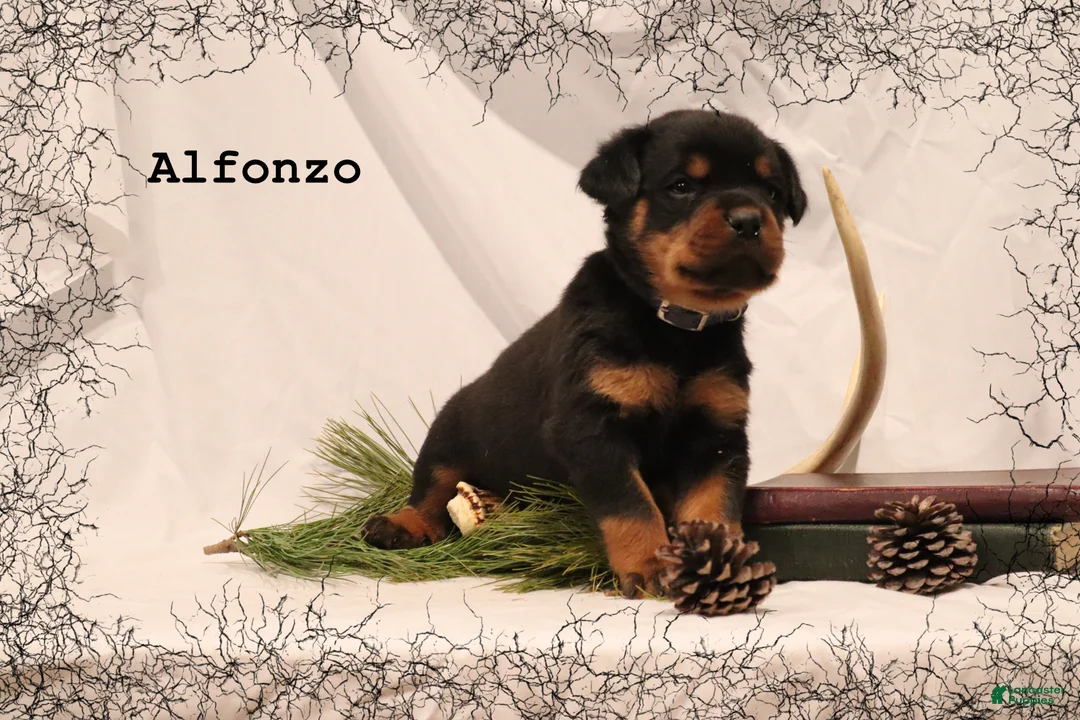 Rottweiler dogs for sale: Alfonzo - Ad 1