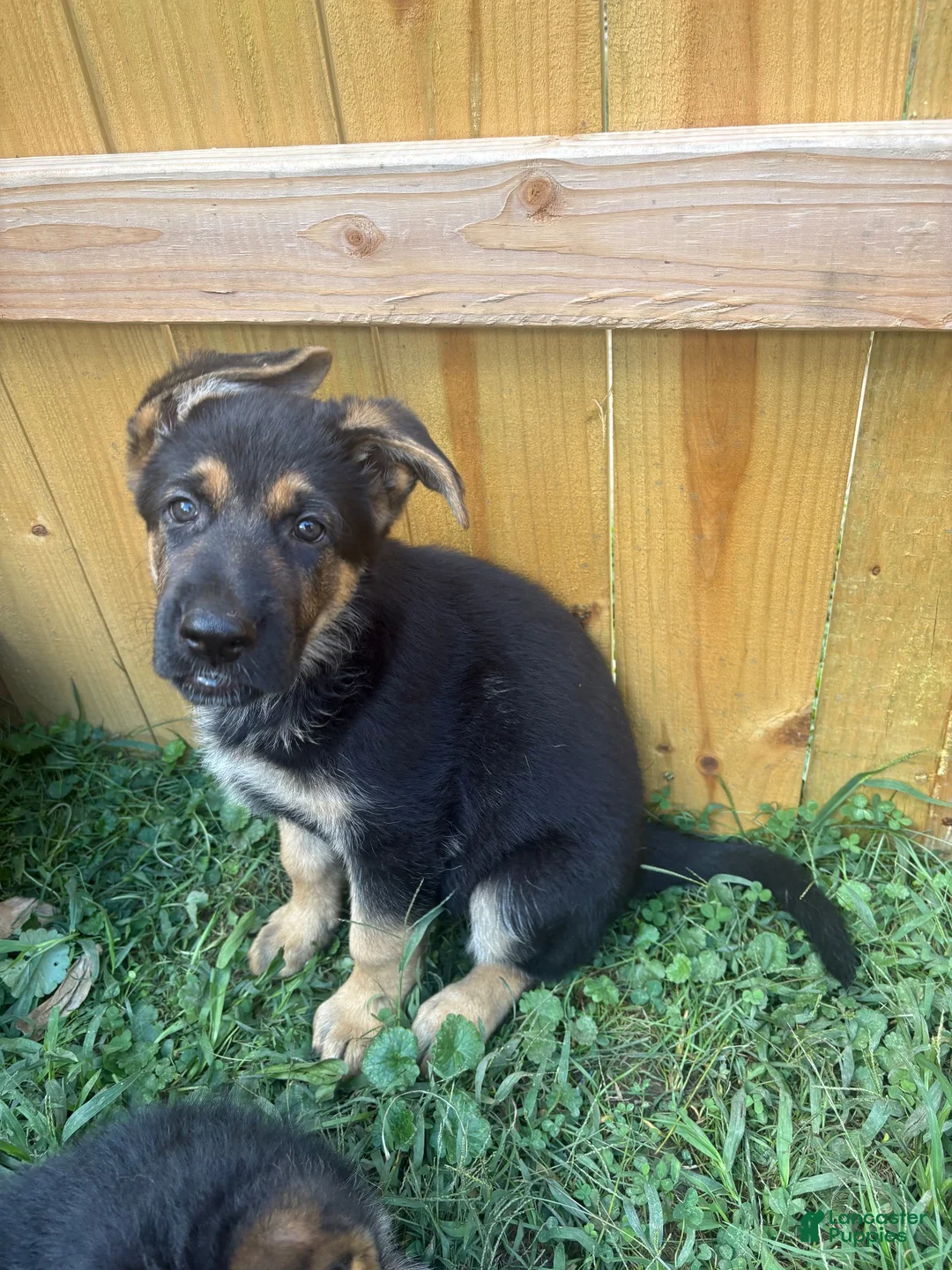 German Shepherd dogs for sale: German Shepherd 1 - Ad 2