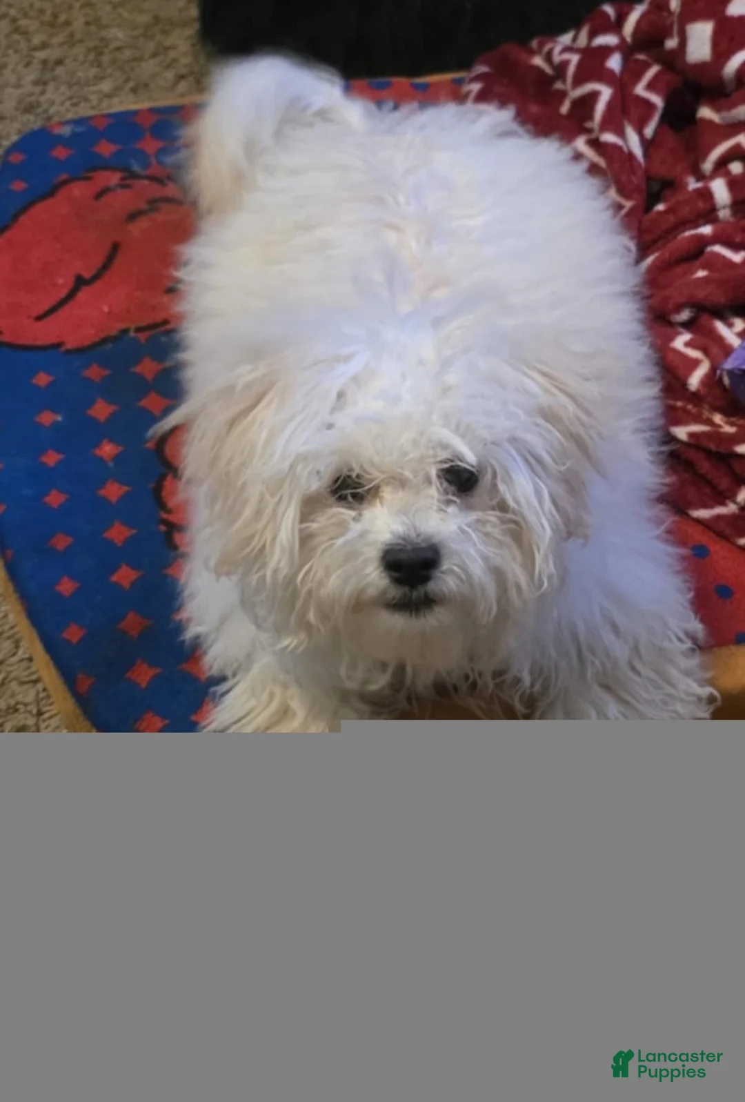 Miniature Poodle dogs for sale: Miniature Poodle 1 - Ad 2