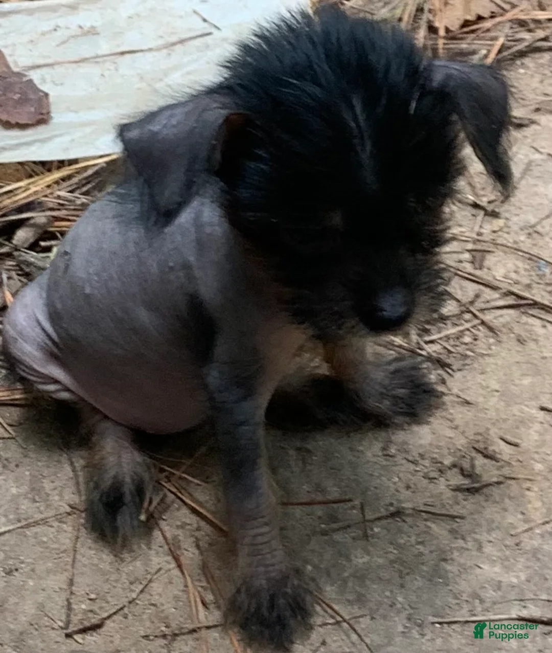 Chinese Crested dogs for sale: Chinese Crested 4 - Ad 1