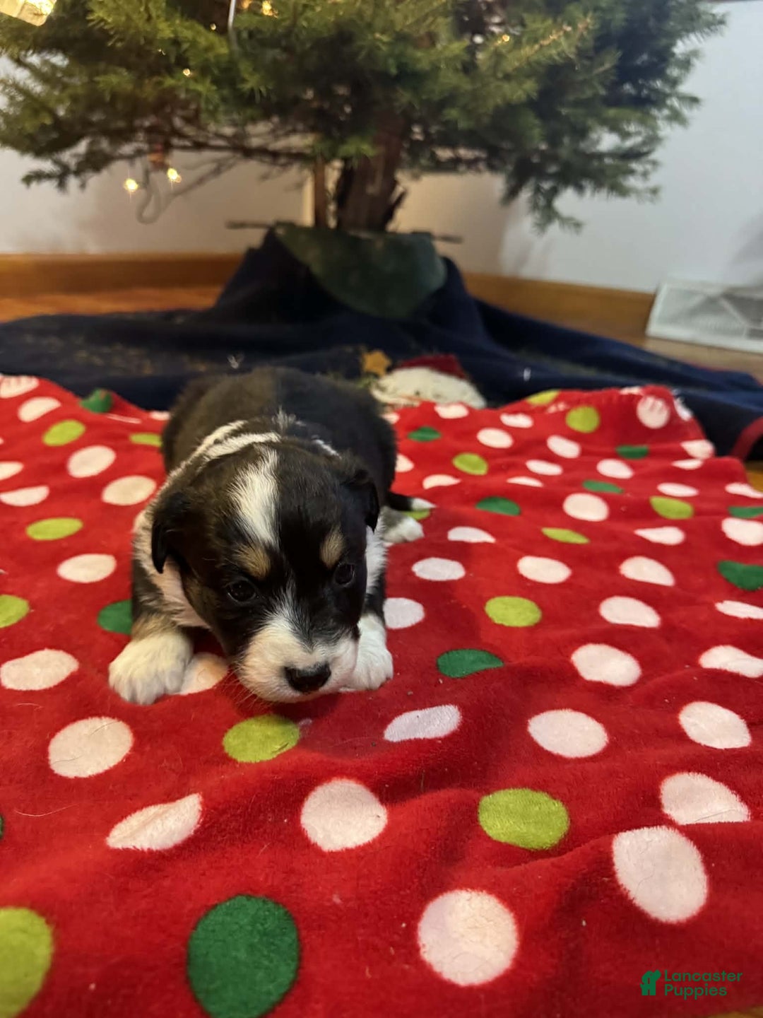 Australian Shepherd dogs for sale: Crystal - Ad 2