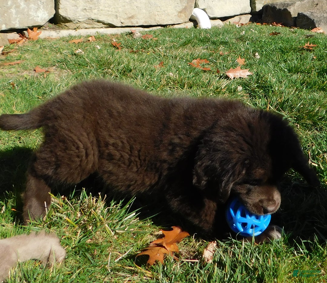 Newfoundland dogs for sale: Joey - Ad 4