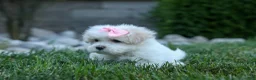 Maltese dogs for sale: OLENNA - Ad 6