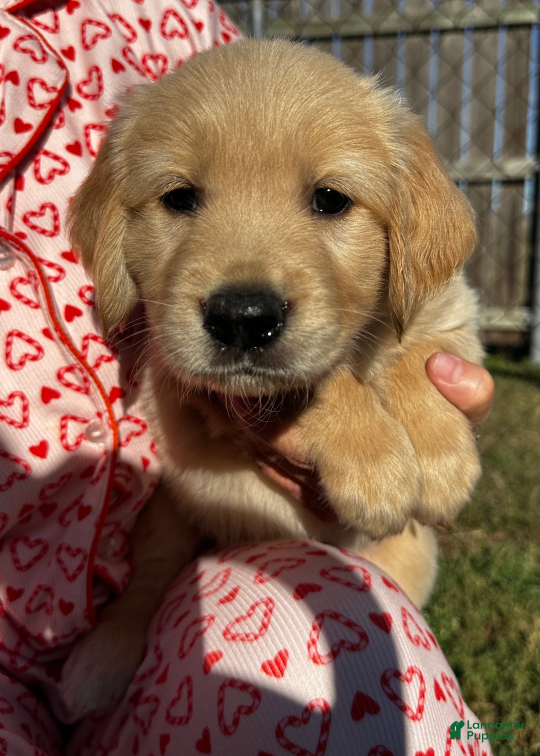 Golden Retriever dogs for sale: White - Ad 1