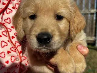 Golden Retriever dogs White - Ad 6