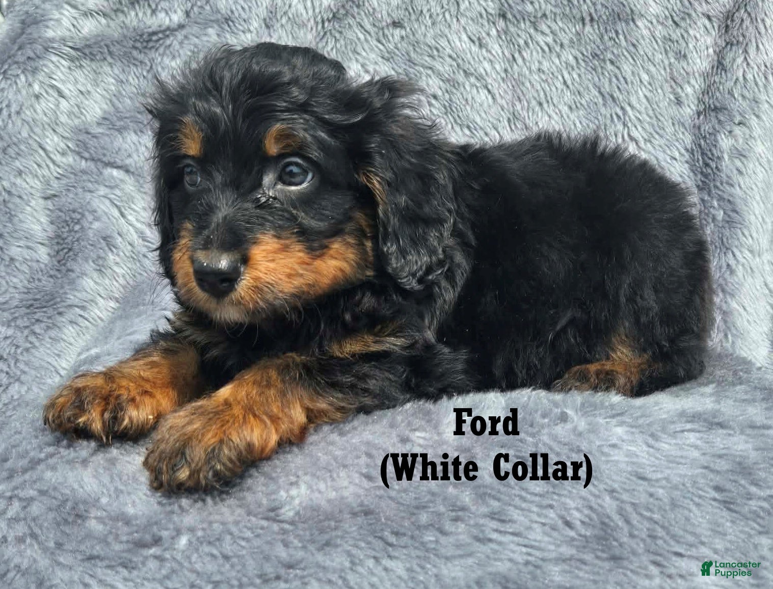 Mini Aussiedoodle dogs Ford - Ad 1