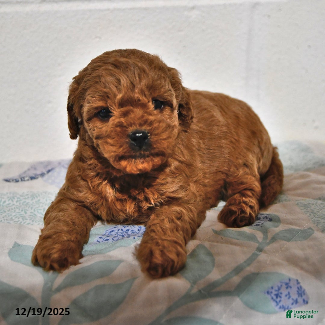 Cavapoo dogs for sale: Crystal - Ad 2