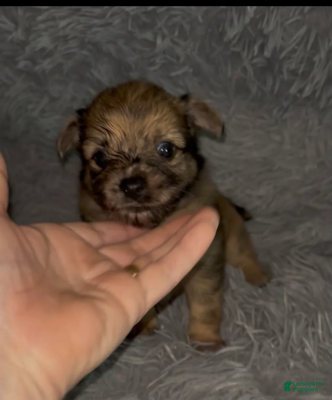 Chiweenie dogs for sale: T-Rex  - Ad 1
