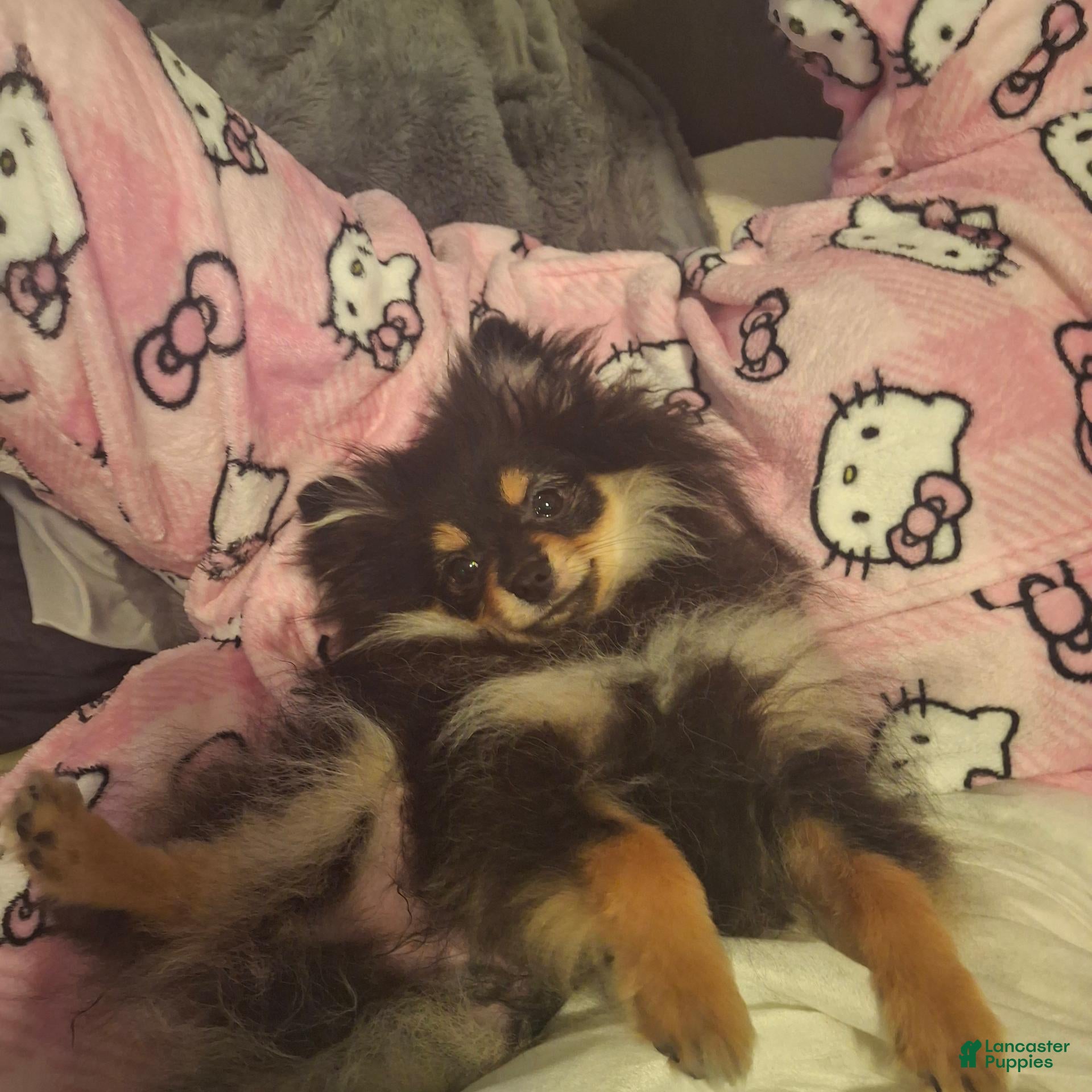 Pomeranian dogs for sale: Athena - Ad 28