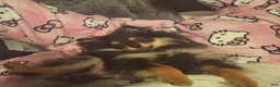 Pomeranian dogs for sale: Athena - Ad 1
