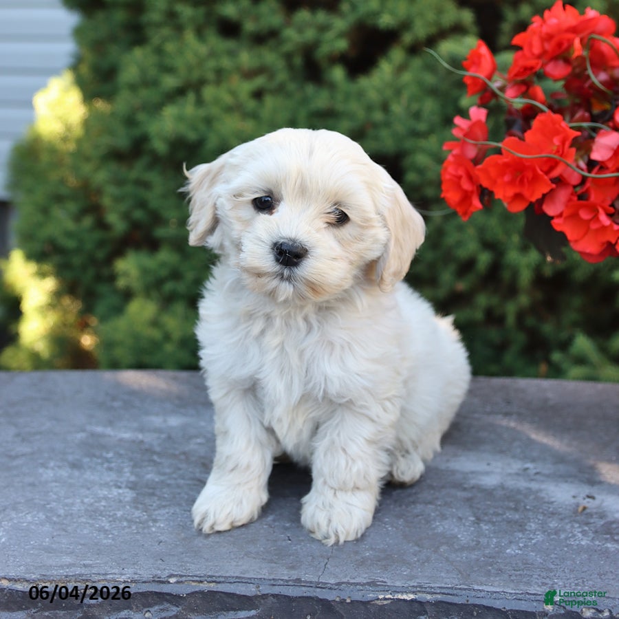 Mixed Breed dogs Fern - Ad 2