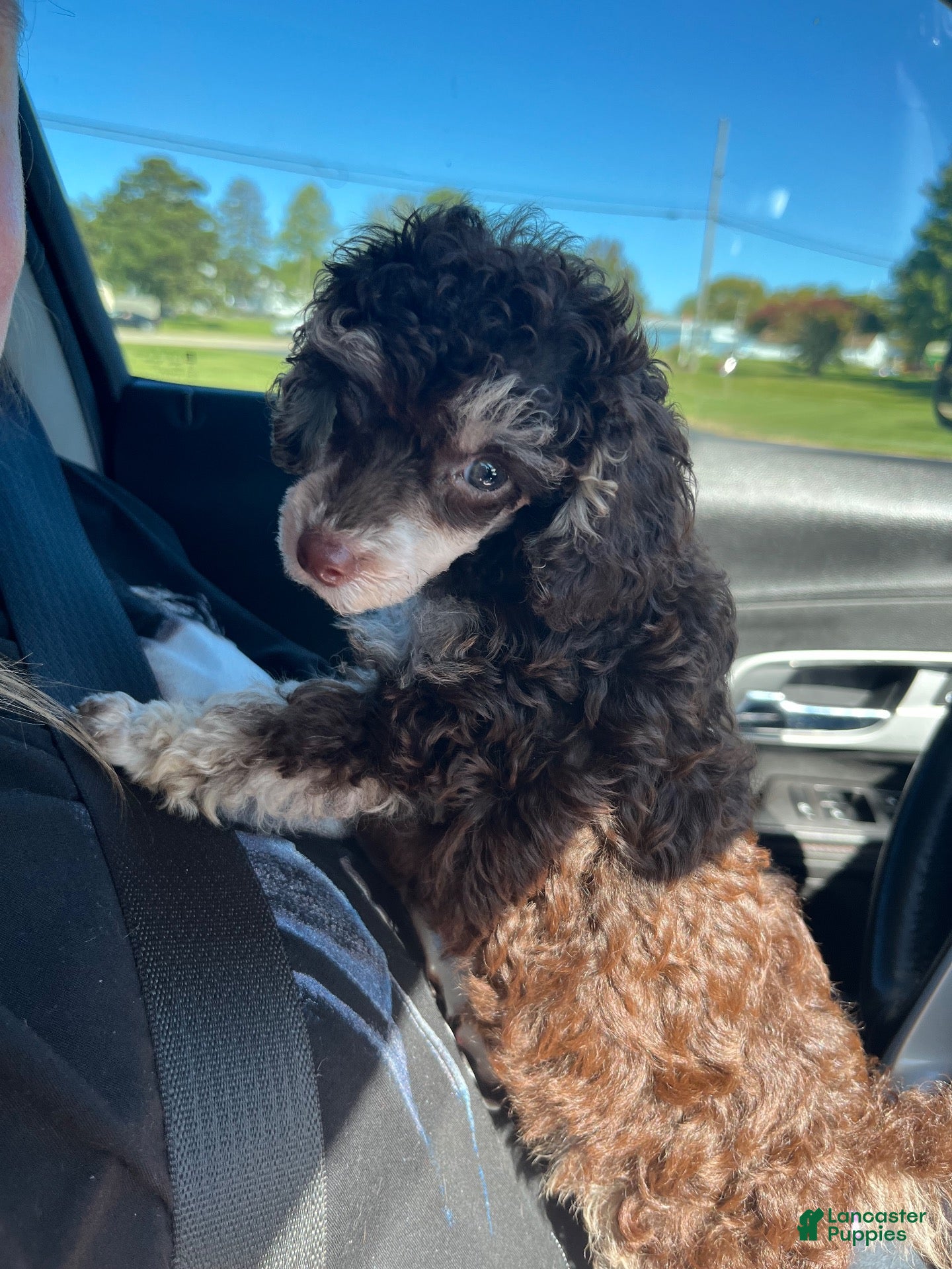 Toy Poodle (Toy Poodle, Male) in Springfield, OH