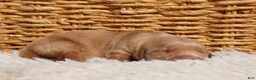 Golden Retriever dogs for sale: Daisy -AKC, Genetically Clear - Ad 24