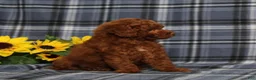Miniature Poodle dogs for sale: Clue Junior - Ad 3