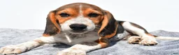 Beagle dogs for sale: Mike - Ad 3