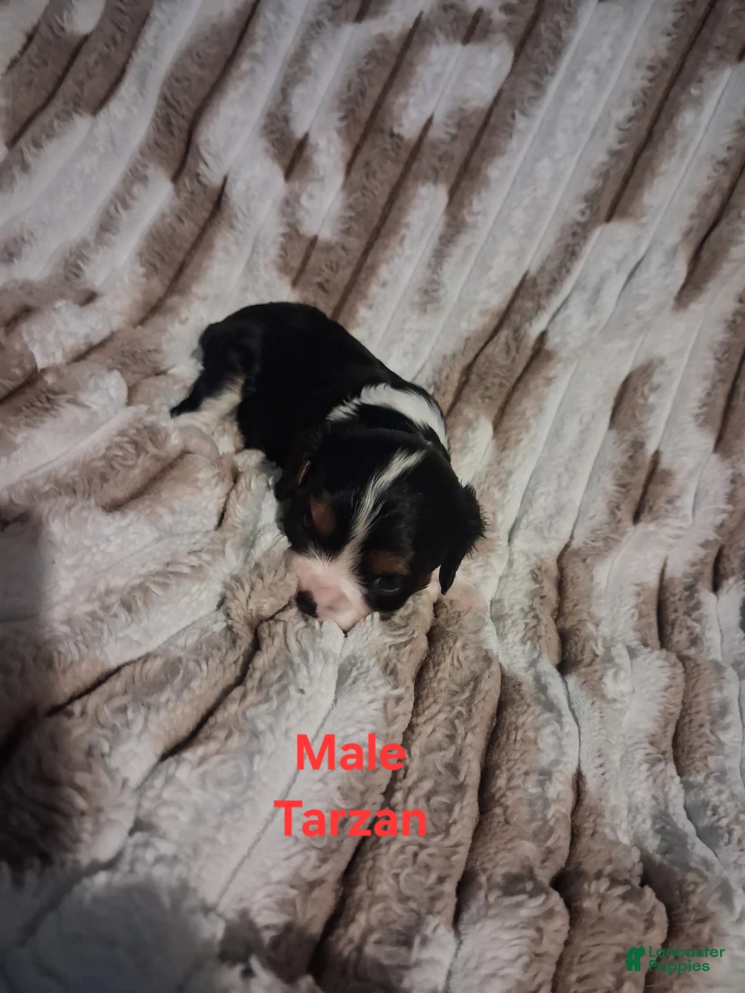 Cavalier King Charles Spaniel dogs for sale: Tarzan - Ad 1