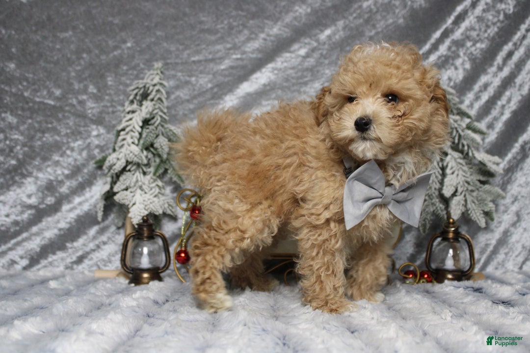 Havapoo dogs for sale: Foxtrot  - Ad 6