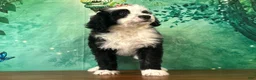 Bernedoodle dogs for sale: Bonnie - Ad 3