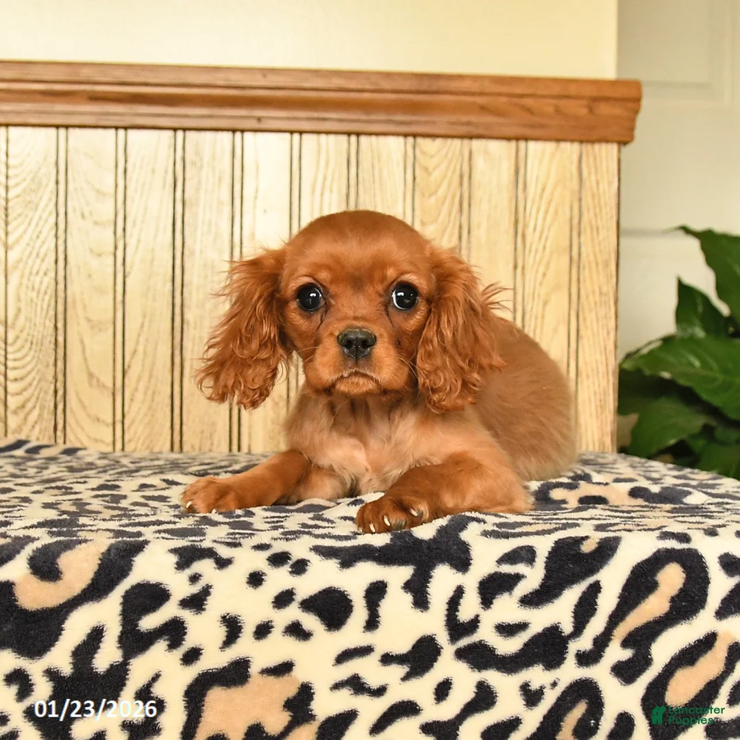 Cavalier King Charles Spaniel dogs for sale: Callie - Ad 3