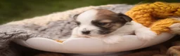 Havanese dogs for sale: Penelope Havanese  - Ad 3