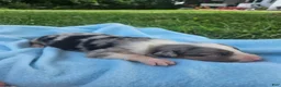 Australian Shepherd dogs for sale: Levi - Ad 5