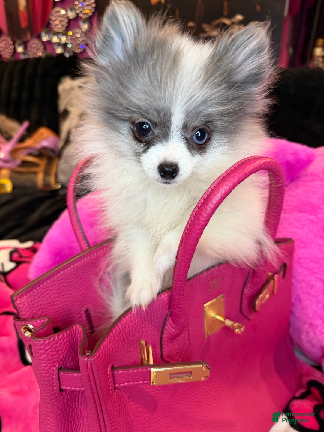 Pomeranian dogs for sale: Pomeranian Puppy 1 - Ad 3