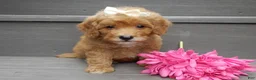 Mini Goldendoodle dogs for sale: Izzy - Ad 6
