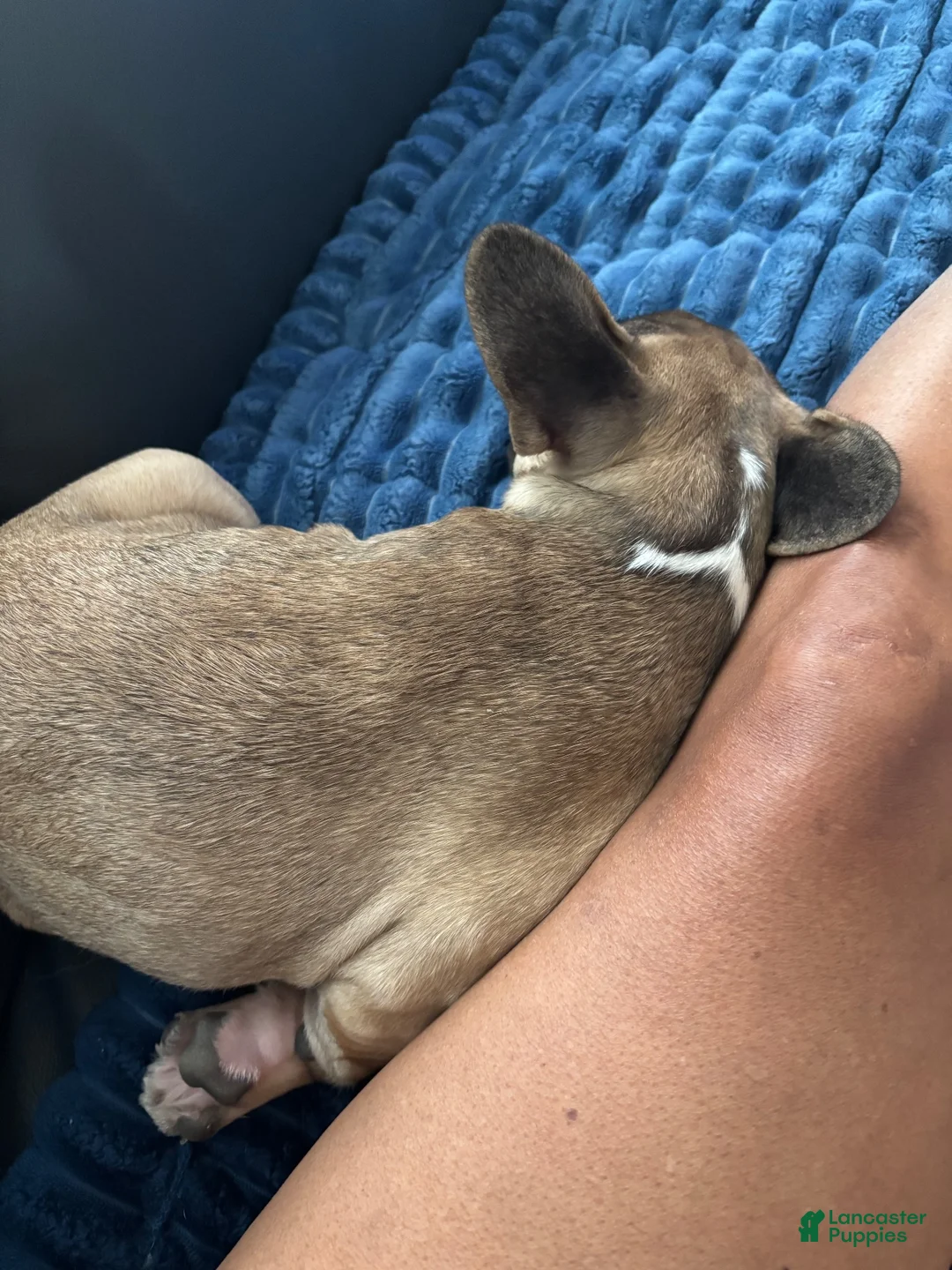 French Bulldog dogs for sale: French Bulldog 2 - Ad 13