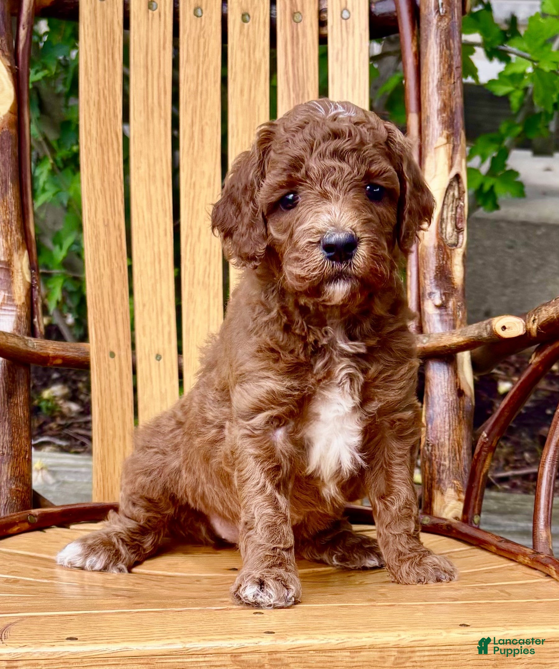 Mini Goldendoodle dogs Dora - Ad 2