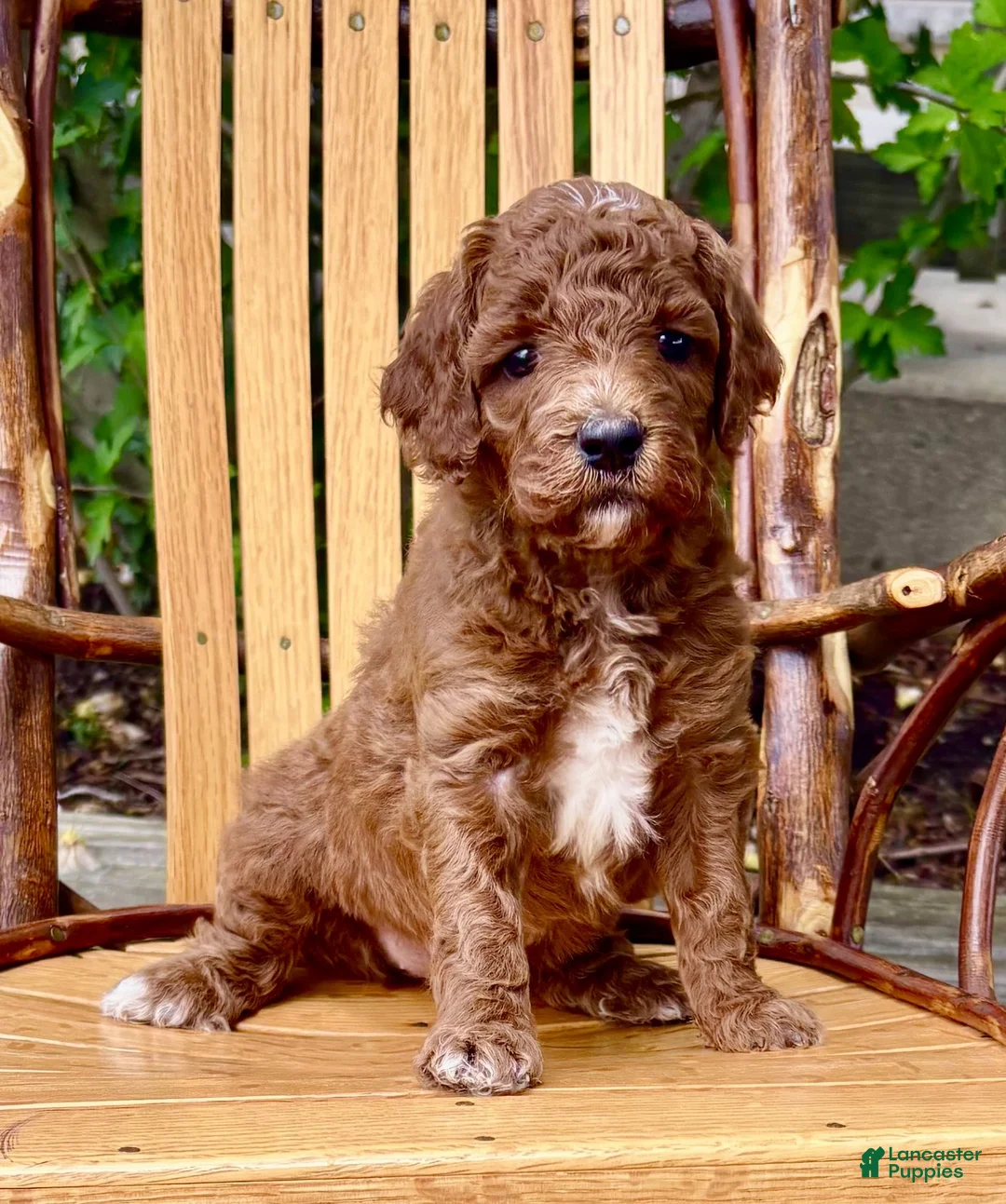 Mini Goldendoodle dogs for sale: Dora - Ad 2