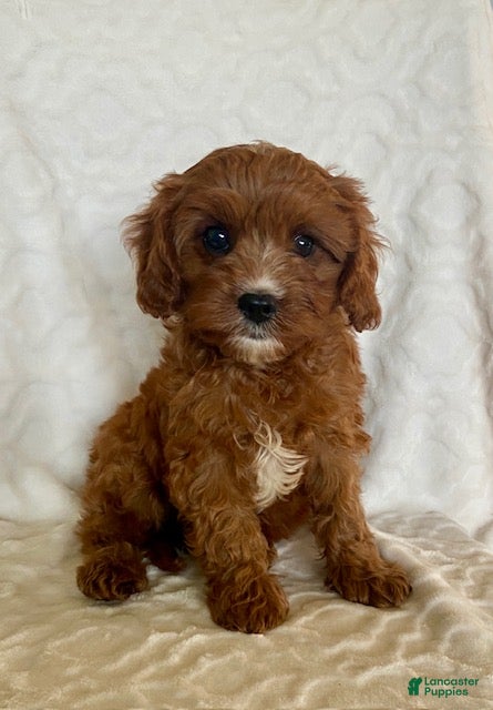 Cavapoo dogs Niles - Ad 1