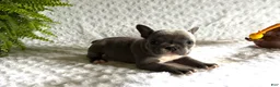 French Bulldog dogs for sale: Star - Ad 3