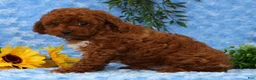 Cavapoo dogs for sale: Logan - Ad 9