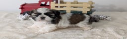 Shih Tzu dogs for sale: Talia - Ad 9