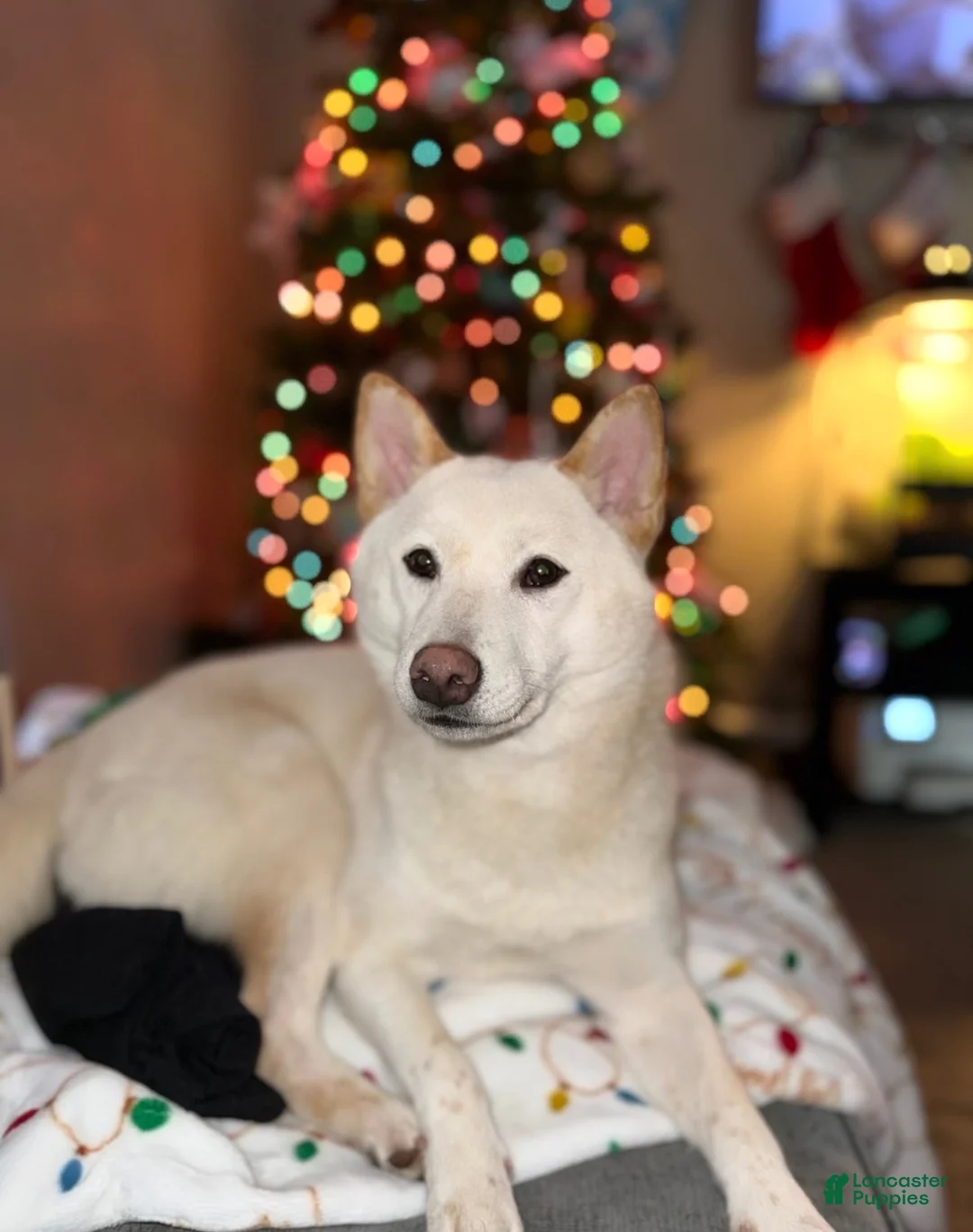 Shiba Inu dogs for sale: Snowball - Ad 2