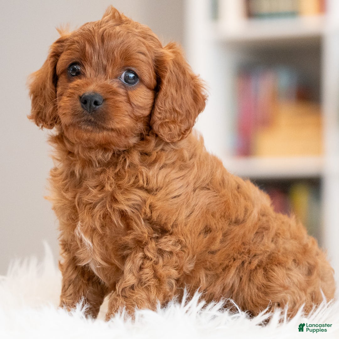 Cavapoo dogs for sale: Rambo - Ad 4