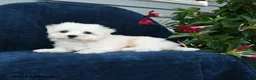 Maltese dogs for sale: Lilac - Ad 3