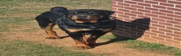 Rottweiler dogs for sale: Rottweiler Puppy 1 - Ad 19