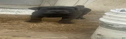Cane Corso dogs for sale: Cane Corso 2 - Ad 5