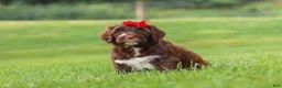 Portuguese Water Dog dogs for sale: Breeze - Ad 3